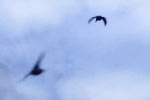 flycatchers