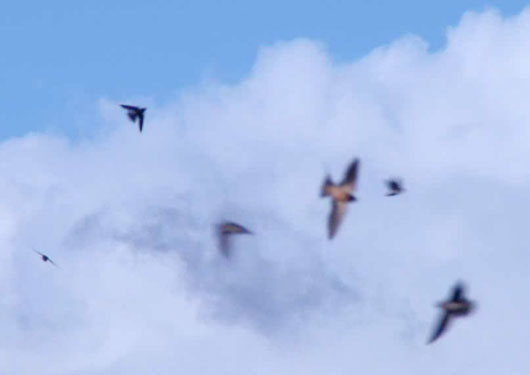 flycatchers