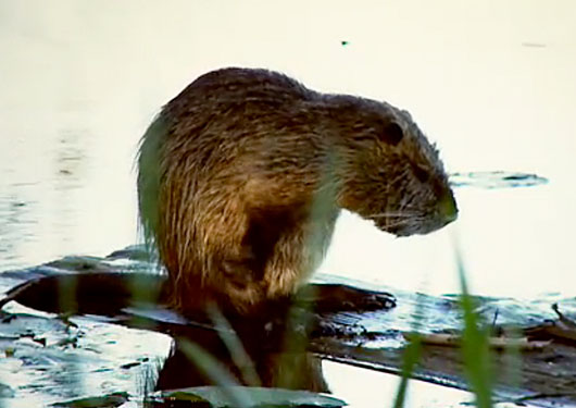 coypu grooming