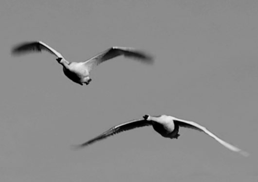 Two Swans