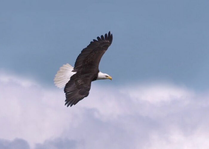 Eagles