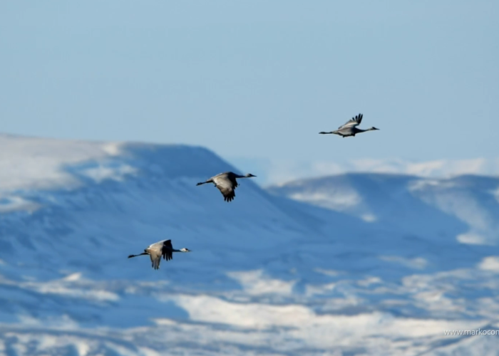 sandhill crane