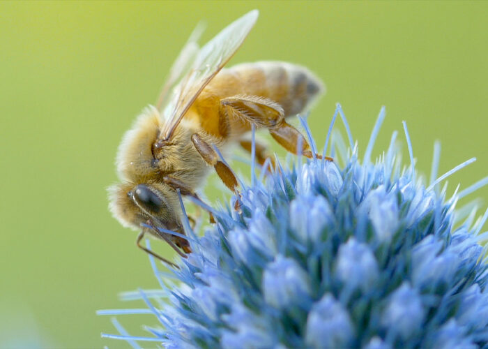 Bee