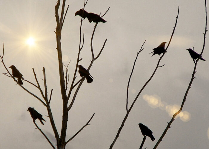 A Murder of Crows