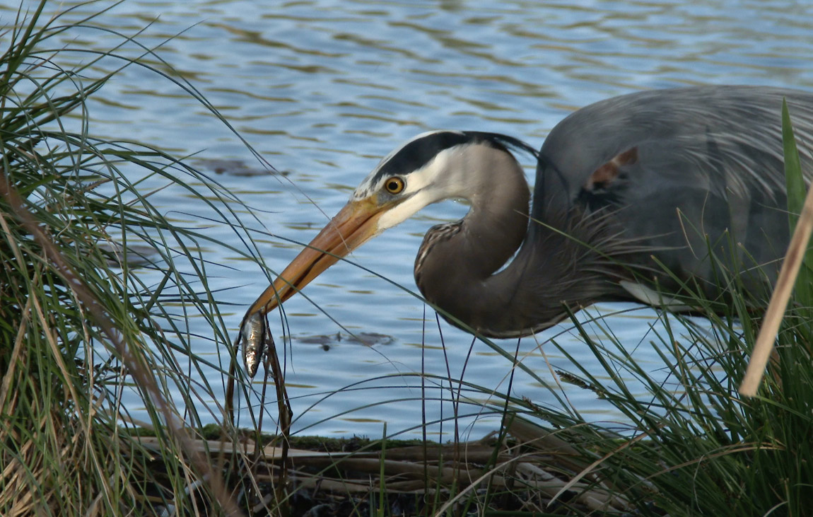 Great Blue Heron
