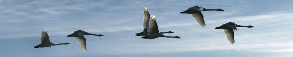 Trumpeter Swans