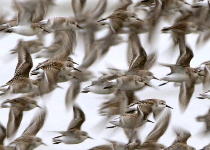 shorebirds